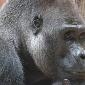 Western lowland gorilla -Zoo Praha (2025)