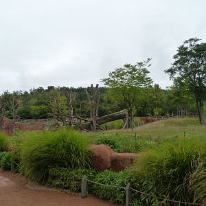 Western lowland gorilla and Kikuyu guereza exhibit -Zoo Praha (2025)