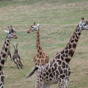 Rothschild's giraffes and Black sable antelopes -Zoo Praha (2025)