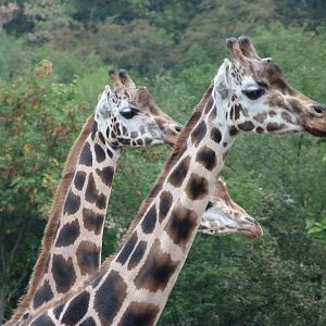 Rothschild's giraffes -Zoo Praha (2025)