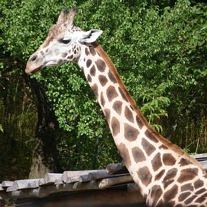 Rothschild's giraffe -Zoo Praha (2025)
