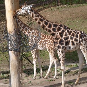 Rothschild's giraffes -Zoo Praha (2025)