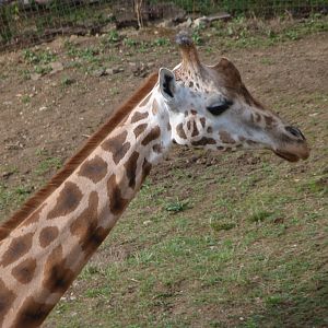 Rothschild's giraffe -Zoo Praha (2025)
