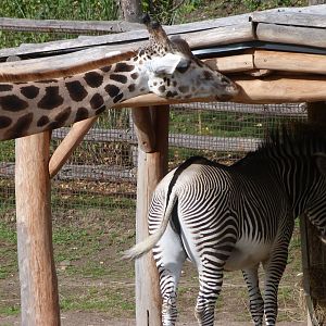 Rothschild's giraffe and Grevy's zebras -Zoo Praha (2025)