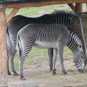 Grevy's zebras -Zoo Praha (2025)