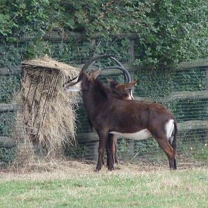 Black sable antelope -Zoo Praha (2025)