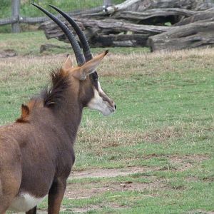 Black sable antelope -Zoo Praha (2025)