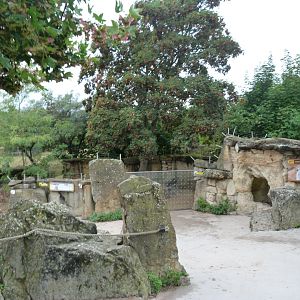 Meerkat exhibit -Zoo Praha (2025)