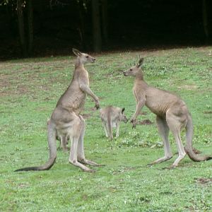 Eastern grey kangaroos