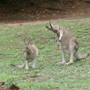 Eastern grey kangaroos