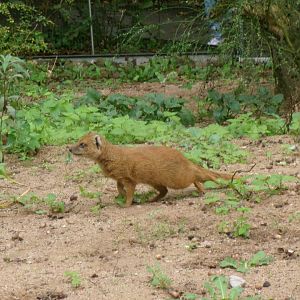Yellow mongoose