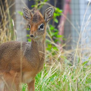 Kirk's Dik Dik- 18th September 2025