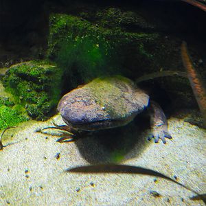 Giant Chinese Salamander- 18th September 2025