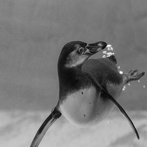 Black and White Humboldt Penguin- 18th September 2025
