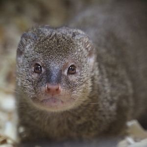 Small Indian Mongoose- 18th September 2025