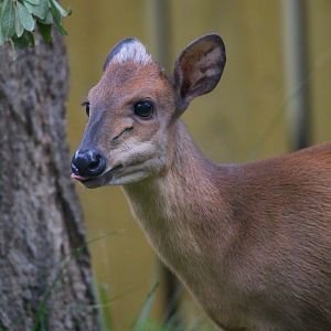 Female Red Forest Duiker- 18th September 2025