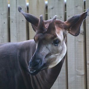 Okapi Male- 18th September 2025