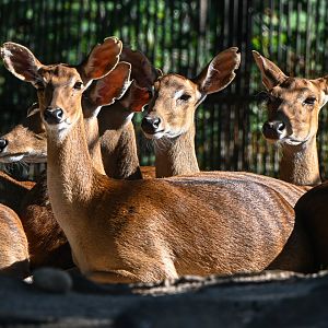 Burmese brow-antlered deers
