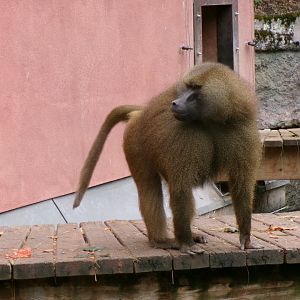 Guinea baboon