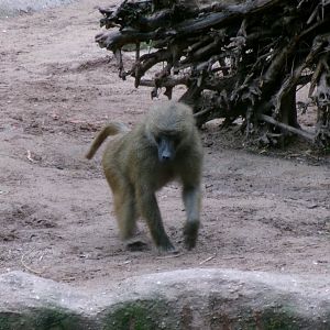 Guinea baboon