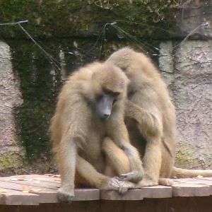 Guinea baboons