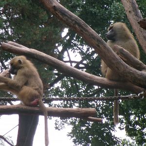 Guinea baboons