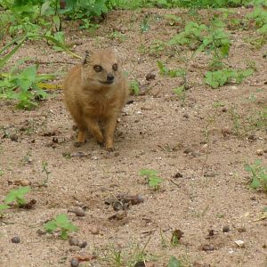 Yellow mongoose