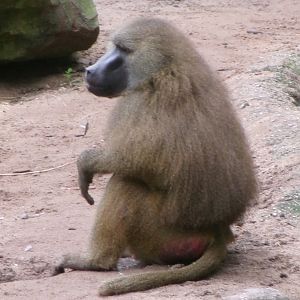 Guinea baboon