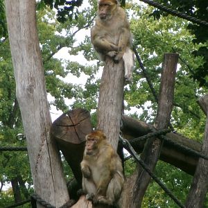 Barbary macaques