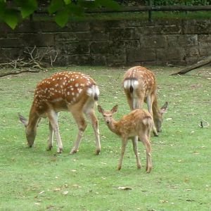 Persian fallow deer