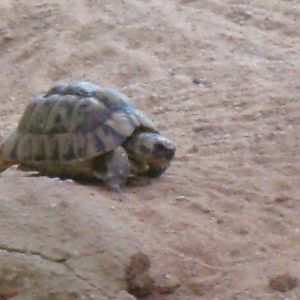 Egyptian tortoise