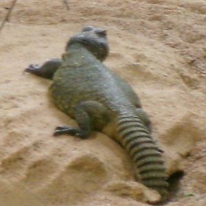 North African mastigure