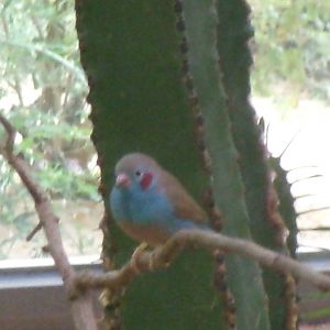 Red-cheeked cordon-bleu