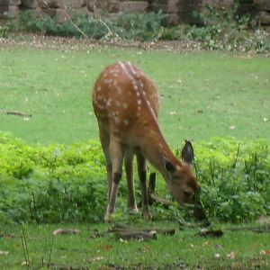 Dybowski's sika deer