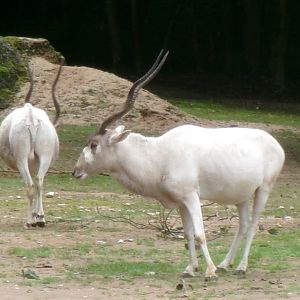 Addax