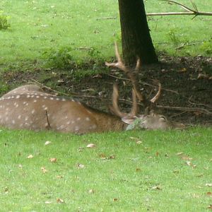 Dybowski's sika deer