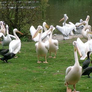 Pelican and cormorant feeding