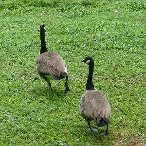 Canada geese