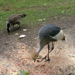 Canada goose and crowned crane