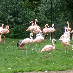 Flamingoes