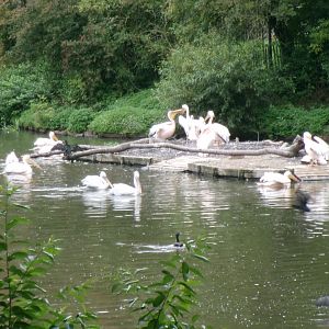 Pelican and cormorant dock
