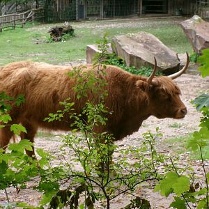 Scottish Highland cattle