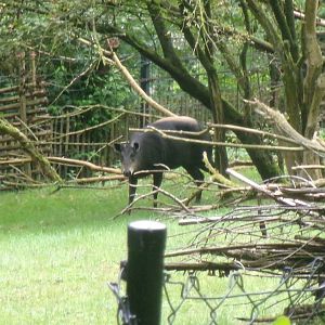 Yellow-backed duiker