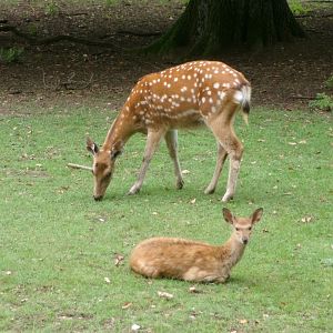 Dybowski's sika deer
