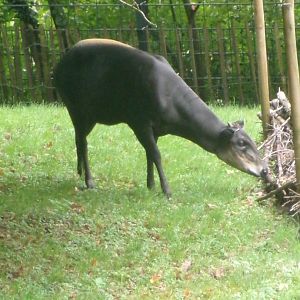 Yellow-backed duiker