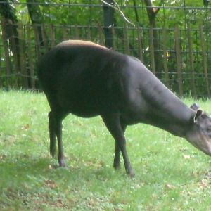 Yellow-backed duiker