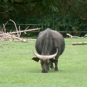 Cape buffalo