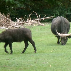 Cape buffaloes