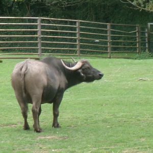 Cape buffalo