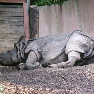 Indian rhinoceros